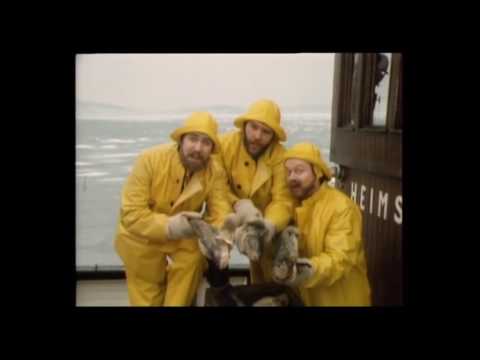 Piffi Hunters & KLM - Torsken kommer