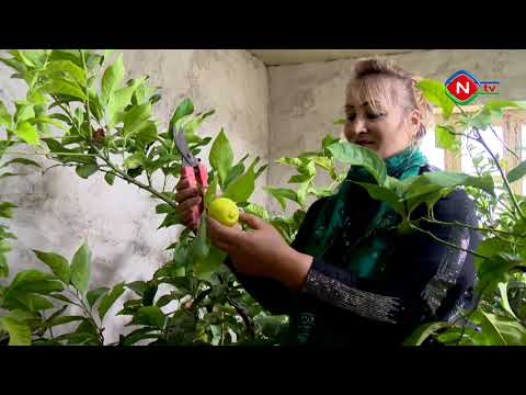 Sosial həyat - 31.10.2022