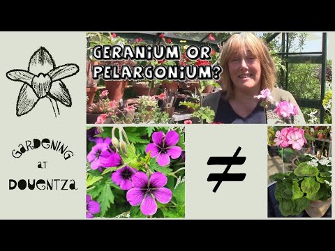 Geranium or Pelargonium || What Is the Difference || Quick & Easy Guide