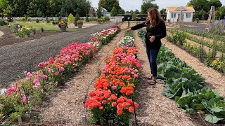 How I Grow Ranunculus (+ Schedule of Planting Dates)! 🌸🙌💚 // Garden Answer