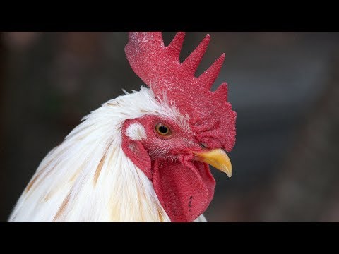download lagu mp3 mp4 What Kind Of Chickens Are White, download lagu What Kind Of Chickens Are White gratis, unduh video klip What Kind Of Chickens Are White