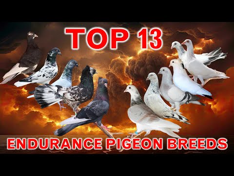 Top 13 Endurance Pigeon Breeds in the World | Flying Hours | Non Stop