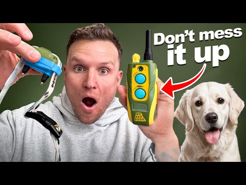 E Collar Training Steps For Beginners!