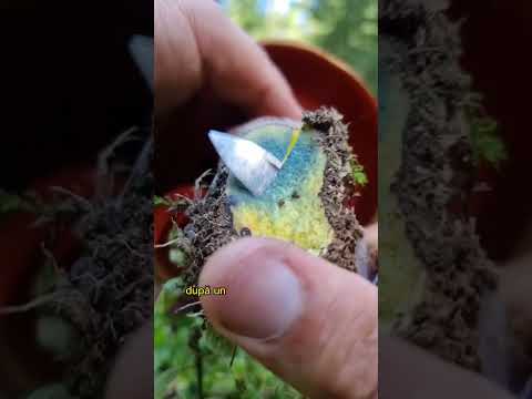 Hribul țigănesc nu e toxic după un scurt tratament termic.