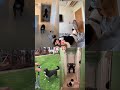 Run Or Be Kick Shorts Funny Comedy