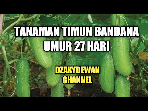, title : 'Tanaman Timun Bandana F1 Pak Sunhaji'