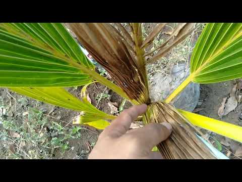 Pests destroy coconuts