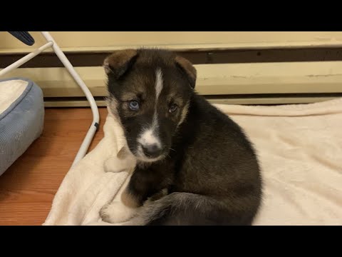 The Nine Puppies Get Their New Collars | 5 Weeks 1 Day Old