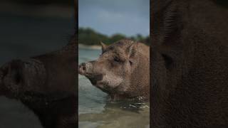 Could we make the pigs jump rope? #jumpropeworkout #adventure #pigisland #community #retreat