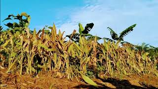 Download lagu Story WA pagi hari | Cinematic 30 detik | Cinematic Video |  Aeshetic Alam | Sinematic estetic keren mp3