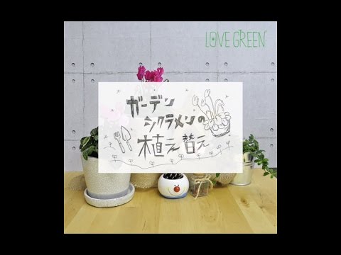 屋外の多年生シクラメンを植えて維持し、オープンスペースを強化するにはどうすればよいですか?  庭園
