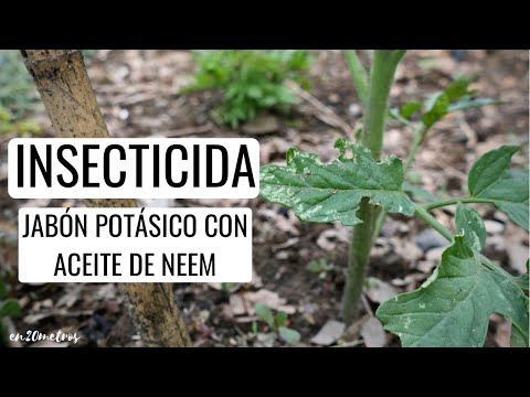, title : 'CÓMO MEZCLAR JABÓN POTÁSICO con ACEITE DE NEEM: cómo preparar una dosis de insecticida || en20metros'