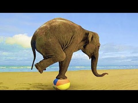 download lagu mp3 mp4 Balance For Animals, download lagu Balance For Animals gratis, unduh video klip Balance For Animals