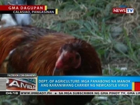 Kuko halamang-singaw sintomas at paggamot pamamaraan Paghahanda laban sa balat ng halamang-singaw para sa mga bata