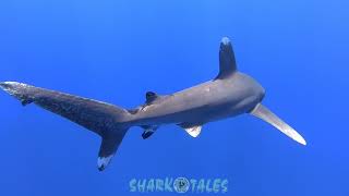 preview picture of video 'Oceanic White Tip Sharks, Bahamas'