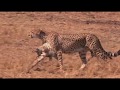 3D Safari Africa Full Film HD