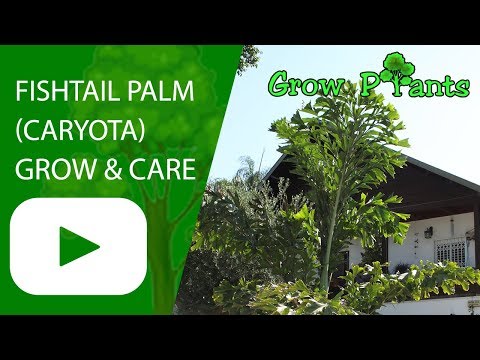 , title : 'Fishtail palm - grow and care (Caryota)'