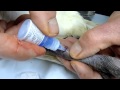 Birds Ibis Chick with Bent Broken Lower Leg #4 120810 Tissue Glue Skin Tear
