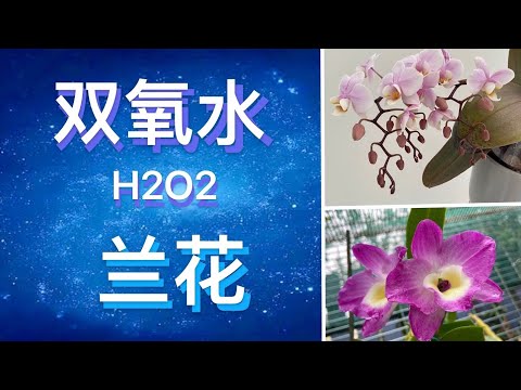 , title : '【20093】兰花与双氧水，双氧水用途？ Orchid and Hydrogen peroxide  // 静姐说花294'