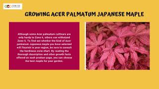 Acer Palmatum For Your Garden Area