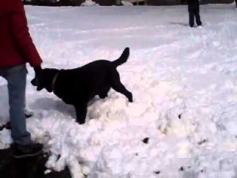 ebony_playing_ryan_021314