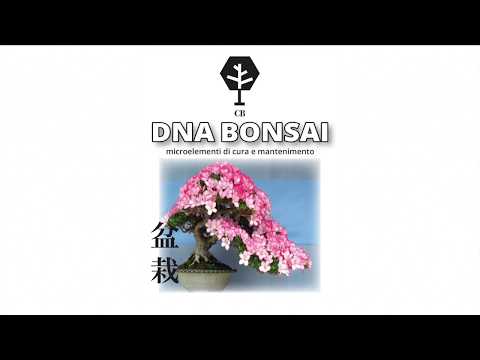 DNA BONSAI OFFICIAL TRAILER