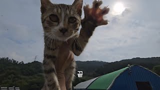자연산 개냥이