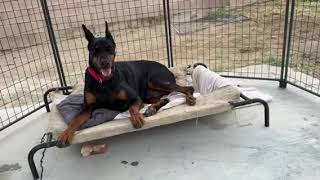 Video preview image #1 Doberman Pinscher Puppy For Sale in Buffalo, MN, USA