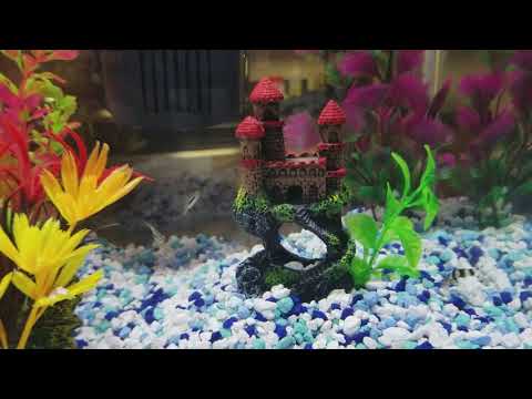 Betta fish in a community tank with neon tetra and guppies