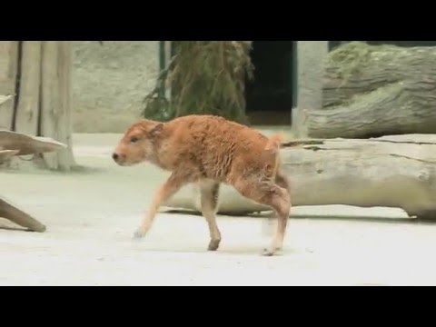 Kleines Bison kurz nach der Geburt im Tiergarten Schönbrunn