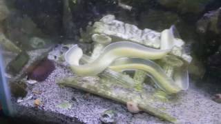 Feeding a tank full of moray saltwater eels saltwater tank feeding fish care