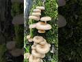 Monsoon In Peak Mushroom Trance Psychedelictrance Monsoon Nature LaTo