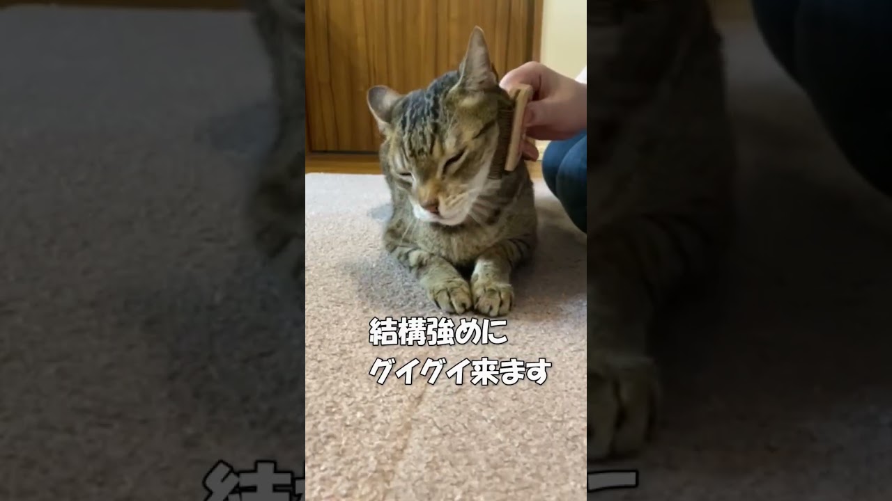 猫たまきのブラッシング