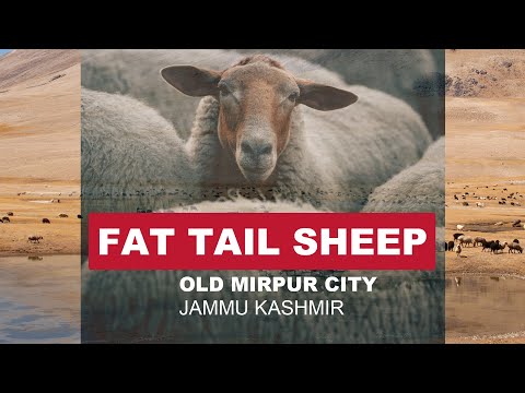 , title : 'Fat Tailed Sheep Dumba #shorts'