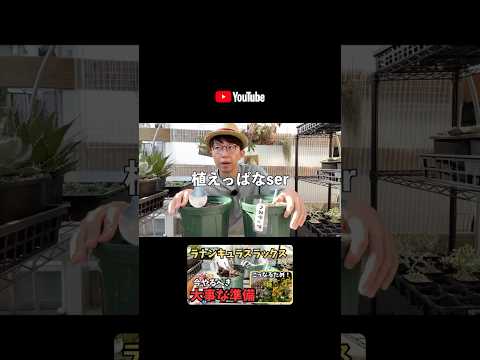 園芸 キンポウゲ、忍び寄るキンポウゲ