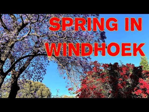 Spring time: Blooming Jacaranda gardens in central Windhoek, Namibia