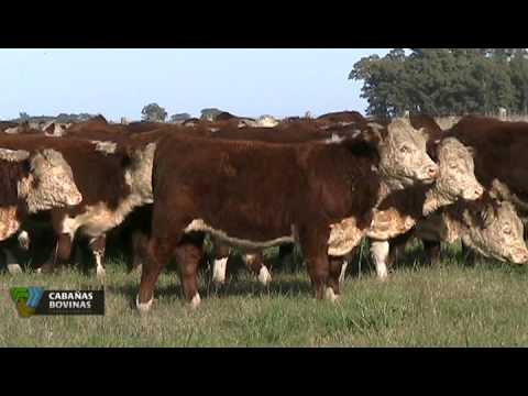 Cabañasbovinas.com - Visita a San Luis de Trelaun