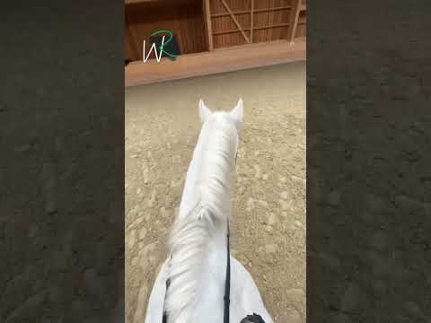 Der Weg beim Reiten Lernen! Das solltest du dir als Reiter immer wieder durch den Kopf gehen lassen