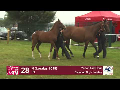 TBA FOAL SHOW 2015 / Hip 28