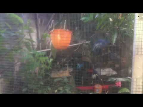 Aviary Siroj Abu Naji @sirojabunaji #sirojabunaji #aviary #burungkicau #shorts