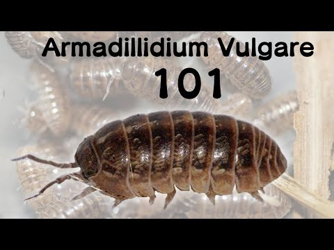 Svinka obyčajná (Armadillidium vulgare) — kompletný sprievodca chovom najbežnejšej rovnakonôžky