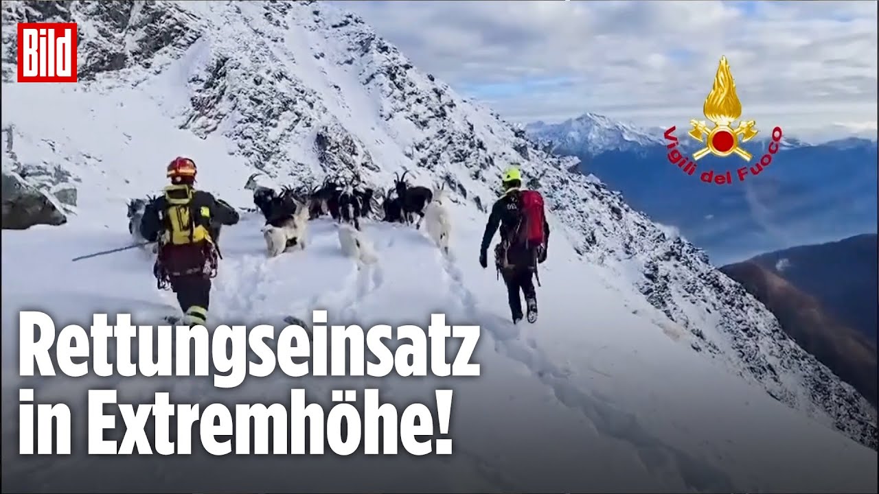 Alpen: Feuerwehr rettet 37 Ziegen aus den Bergen