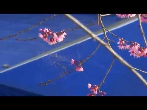 Thể hiện bởi Khánh Ly