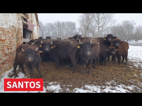 NAJVEĆA FARMA VODENIH BIVOLA U SRBIJI