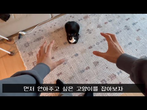1인칭 고양이 둥가둥가