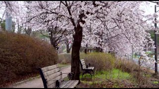 Download lagu J-drama OST My Boss My Hero - Portrait mp3