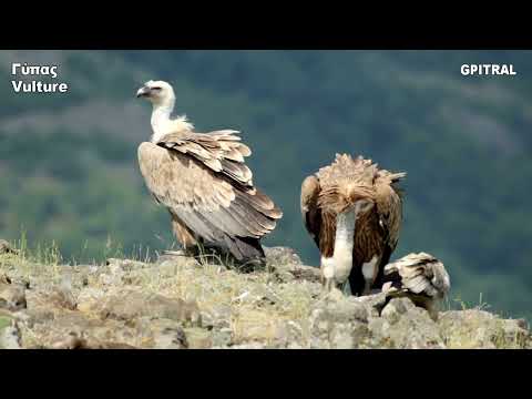 Γύπας Vulture bird insect fish ερπετά έντομο ψάρι ζώα ζωολογία