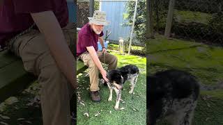 Video preview image #1 Australian Shepherd Puppy For Sale in Pasadena, CA, USA