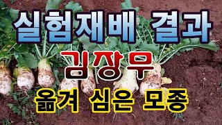 [텃밭농부.873] 실험재배 결과 공개. 김장무 모종을 옮겨 심은 결과.#김장무재배