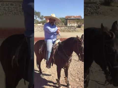 Formas de cerrar la rienda